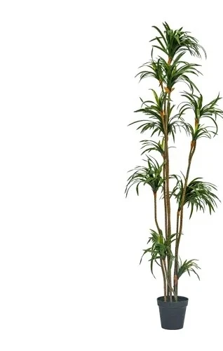 Simulation Dracaena Dracaena M - огляд і ціна Dracaena Marginata