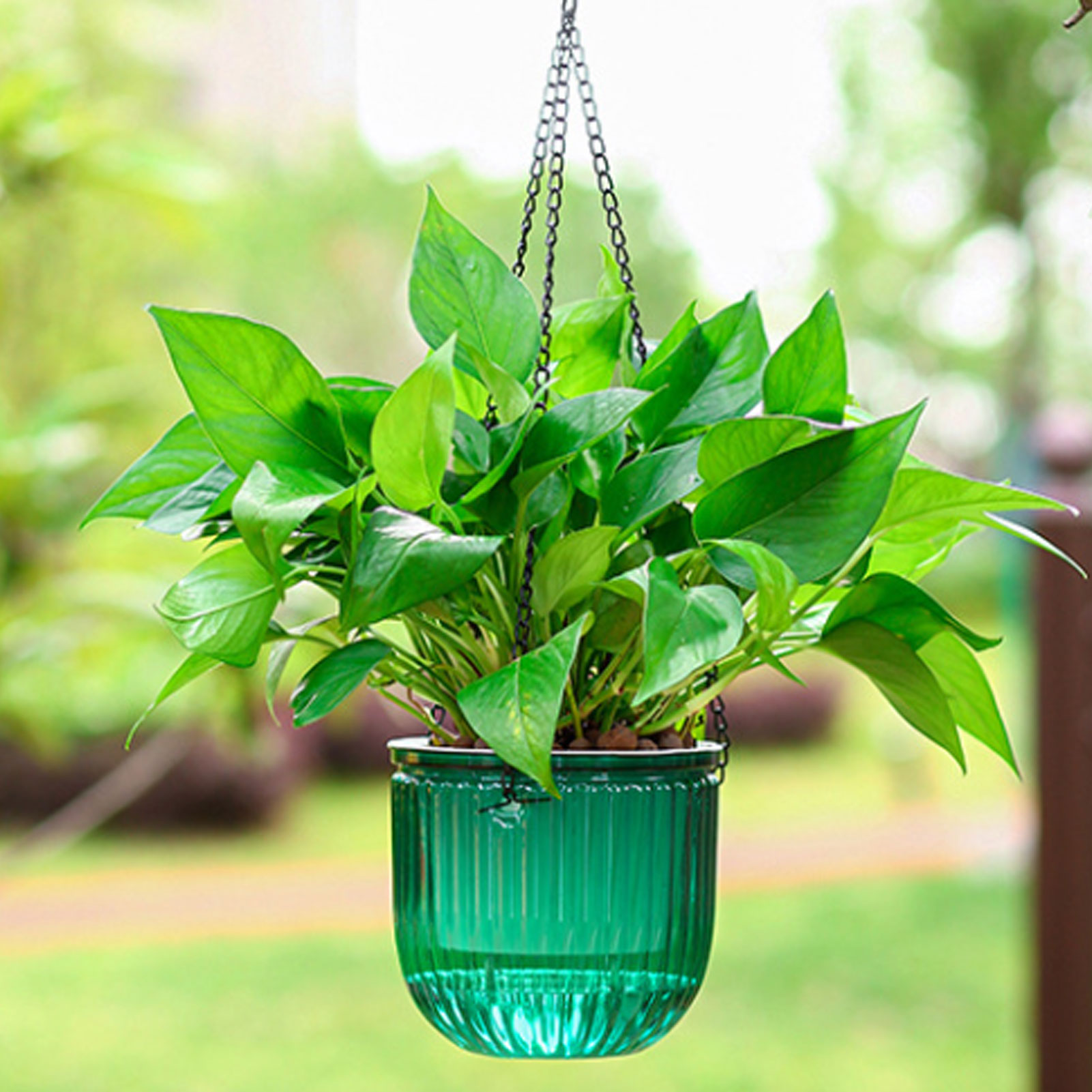 Automatic Self Watering Plant  - огляд і ціна Spider Plant Hanging