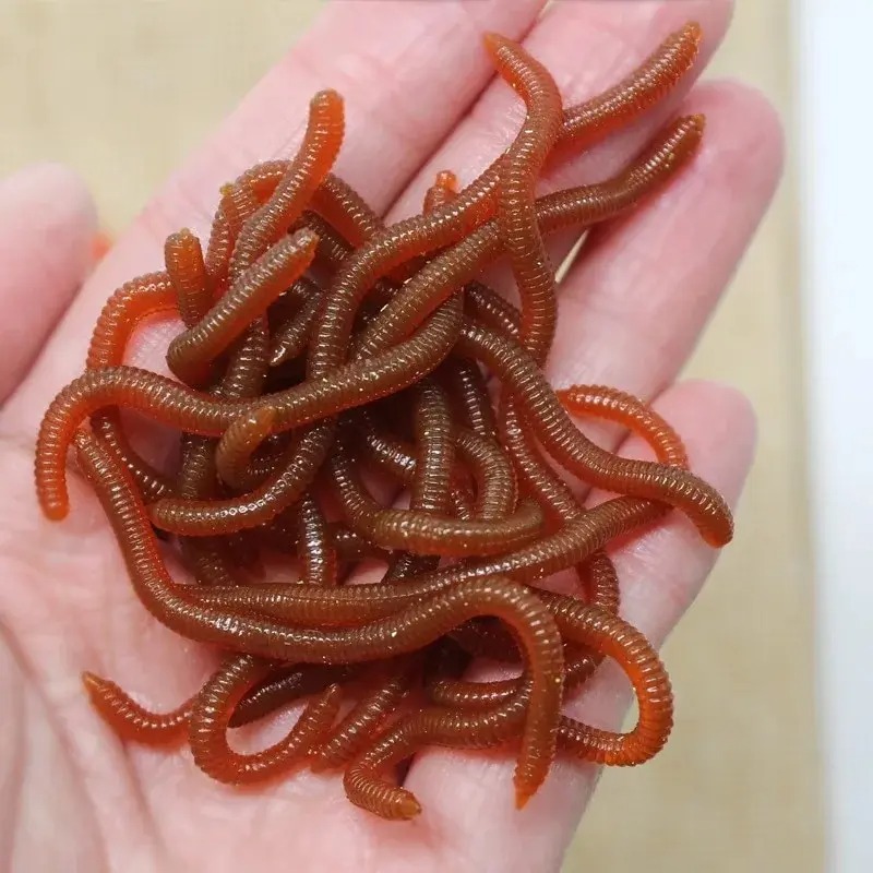 Lifelike Fishy Smell Red Soft  - огляд і ціна Aglaonema Red